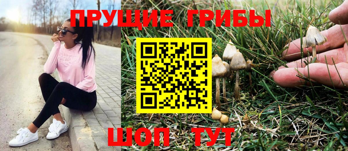 Кириши  Псилоцибиновые грибы мицелий  Псилоцибиновые грибы Psilocybine cubensis  дарнет шоп  Вход с VPN 